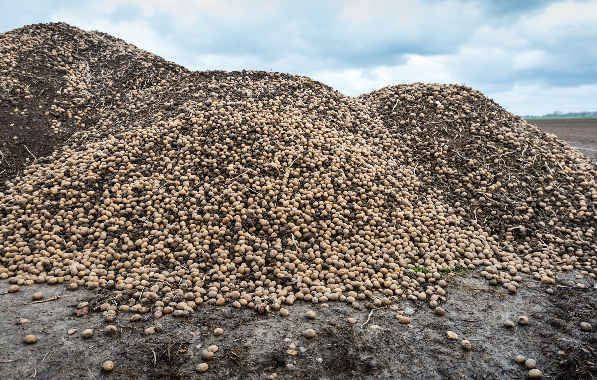 Heaps of unharvested potatoes in a farm field 