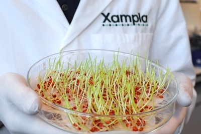 Xampla lab technician holding seeds in Petri dish 