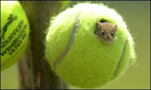 New balls please: what happens to the 300 million tennis balls discarded every year?