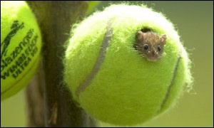 What should you do with your old tennis balls?