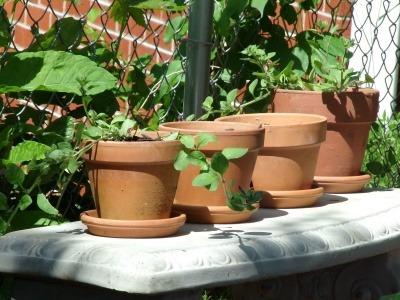 Can you recycle plant pots? Can you recycle plant pots?