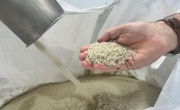 Hand holding reprocessed polypropylene pellets