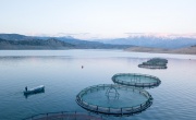 Cages for fish farming in Scotland