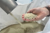 Hand holding reprocessed polypropylene pellets