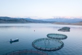 Cages for fish farming in Scotland