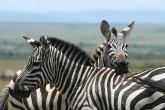 An image of Zebras