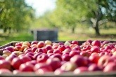 Apples at a fruit farm
