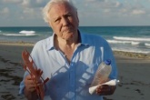 The Attenborough affect: Google searches for plastic recycling rocket after Blue Planet II