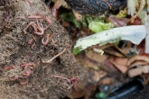 New composting feedstock guidelines published 