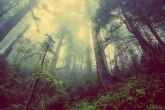 A gloomy forest
