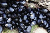 An image of wild sea mussels, which could be used to filter microplastics out of the water