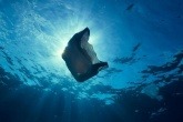 Plastic bag floating underwater