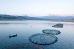Cages for fish farming in Scotland