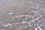 Wet wipes and other litter on a beach