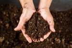An image of compost