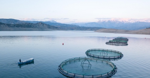 Cages for fish farming in Scotland